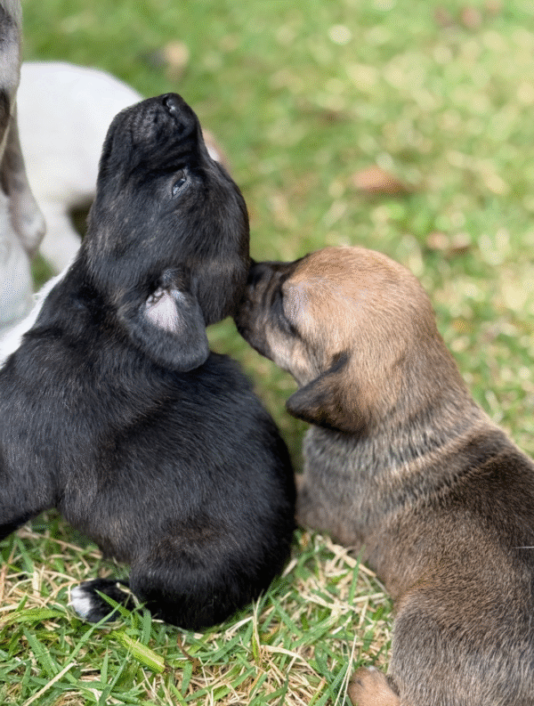Puppy & Yoga Curitiba - Imagem 3